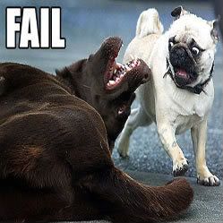 Scared Pug Pictures, Images and Photos