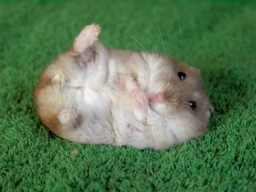 cute-hamster.jpg
