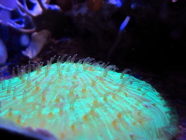 Karanganemonegundul.jpg