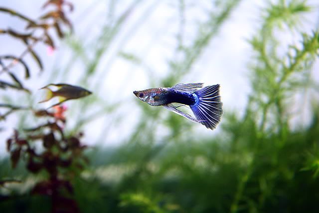 fish1-1.jpg