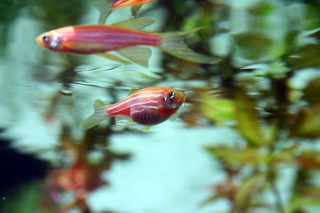 fish2.jpg
