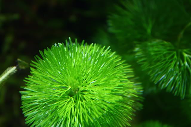 green1.jpg
