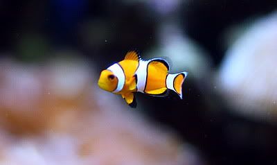 Nemo.jpg