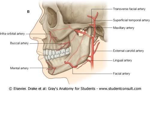 ArteriaMaxilar.jpg picture by Neonato2009