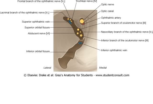 CanalOpticoyFisuraSupraorbitaria.jpg picture by Neonato2009