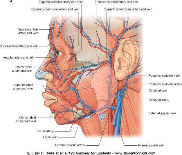 CaraIrrigacin.jpg picture by Neonato2009