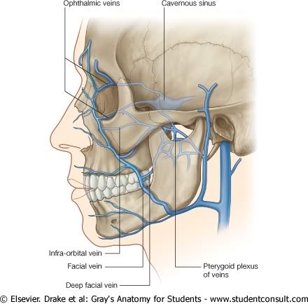 ConexionesVenosasIntracraneales.jpg picture by Neonato2009