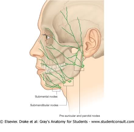 DrenajeLinfticoCara.jpg picture by Neonato2009