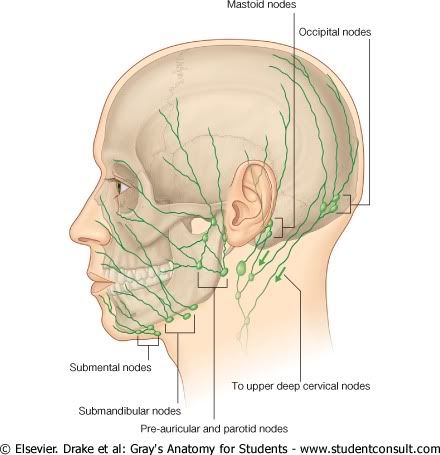 DrenajeLinfticoCraneo.jpg picture by Neonato2009