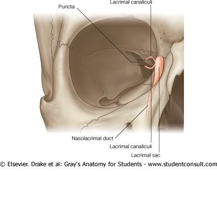 FormacindelSacoLagrimal.jpg picture by Neonato2009