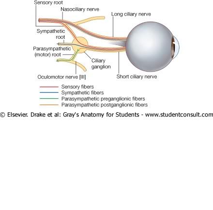 GanglioCiliar.jpg picture by Neonato2009