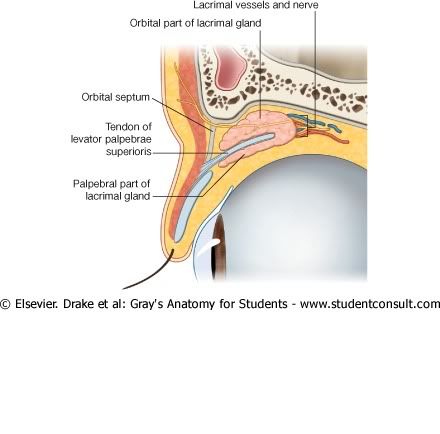 GlndulaLagrimalyElevadorParpebral.jpg picture by Neonato2009