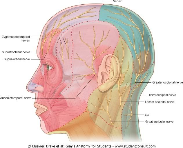 InervacinCraneal.jpg picture by Neonato2009