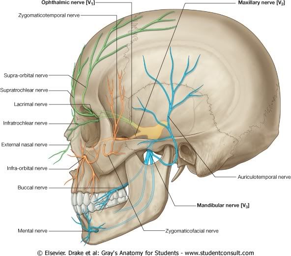 InervacinCrneoFacial.jpg picture by Neonato2009