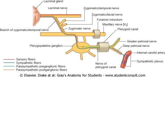 InervacinGlndulaLagrimal.jpg picture by Neonato2009