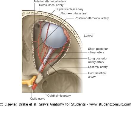 IrrigacinOcular.jpg picture by Neonato2009