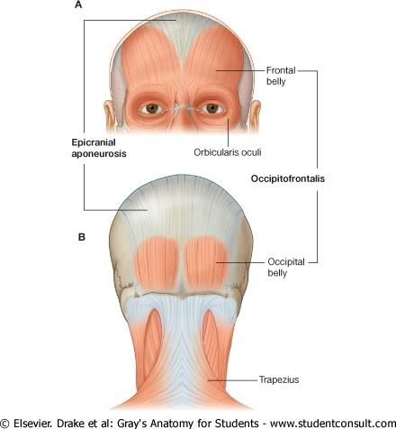 MusculosOccipitofrontales.jpg picture by Neonato2009