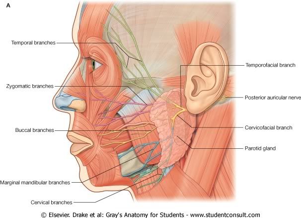 NervioFacial.jpg picture by Neonato2009