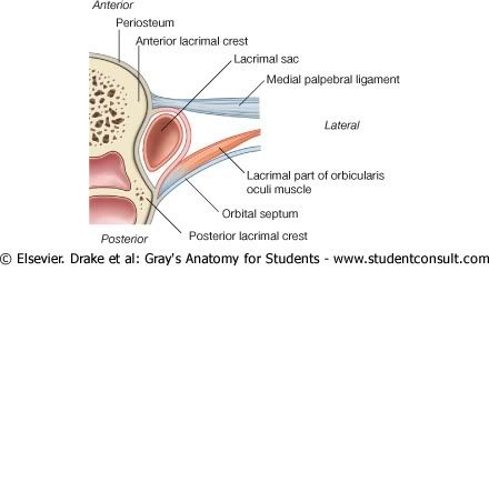 PosicindelSacoLagrimal.jpg picture by Neonato2009