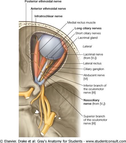 RecorridodelnervioNasociliarenelOjo.jpg picture by Neonato2009