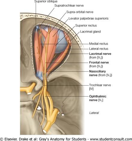 RelacionesNervioOftlmico.jpg picture by Neonato2009