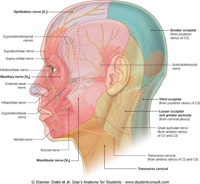 TrigeminoDistribucinCutnea.jpg picture by Neonato2009