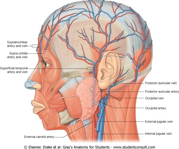 VascularizacionCraneal.jpg picture by Neonato2009
