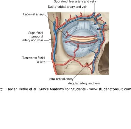 VasculaturaPeriocular.jpg picture by Neonato2009