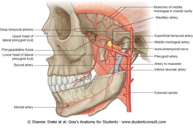 ArteriaMaxilar.jpg picture by Neonato2009