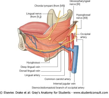 ArteriasNerviosyVenasdeLengua.jpg picture by Neonato2009