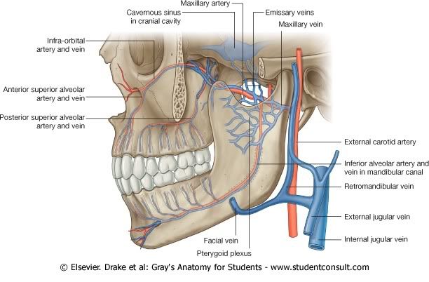 ArteriasyNerviosDentales.jpg picture by Neonato2009