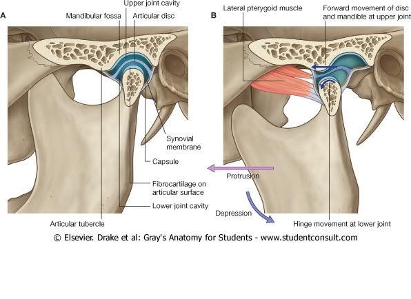 ArticulacinTemporomandibularBocaAbi.jpg picture by Neonato2009