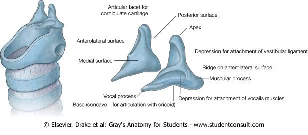 CartlagoAritenoideo.jpg picture by Neonato2009