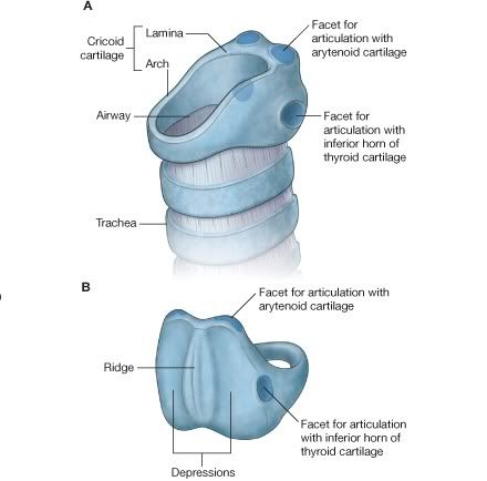 CartlagoCricoides.jpg picture by Neonato2009
