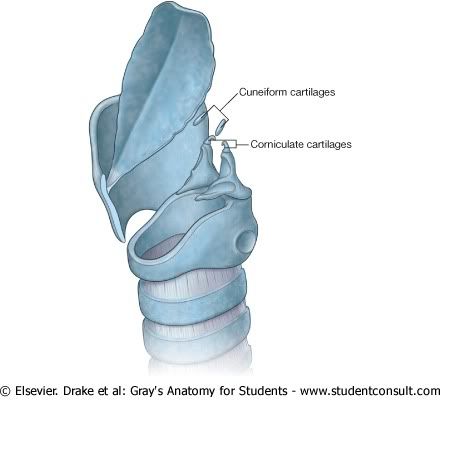 CartlagosCornicularyCuneiforme.jpg picture by Neonato2009