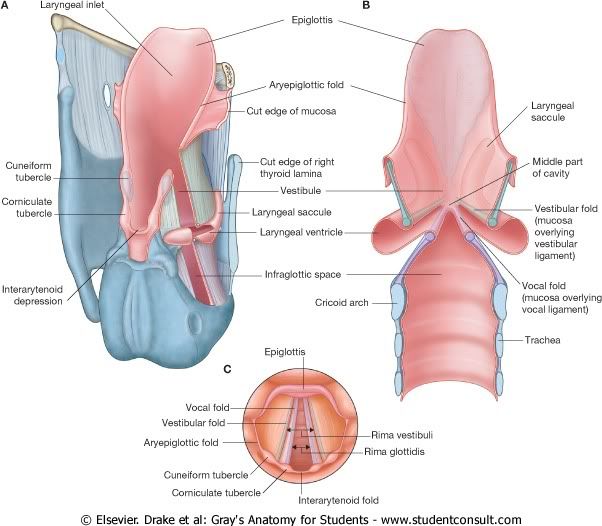 CavidadLaringea.jpg picture by Neonato2009