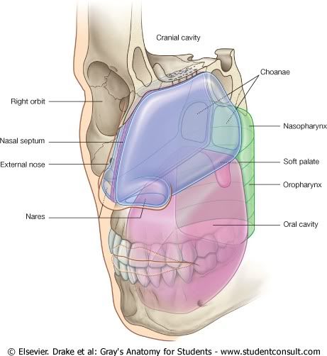 CavidadNasal.jpg picture by Neonato2009