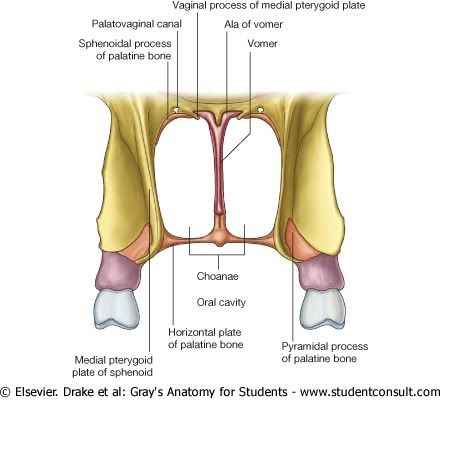 CoanasaVPosterior.jpg picture by Neonato2009