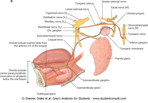 CuerdadelTimpanoyNerviospetrosos.jpg picture by Neonato2009