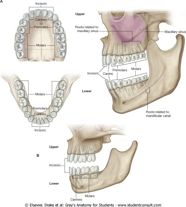 DentaduraAAdultoBNio.jpg picture by Neonato2009