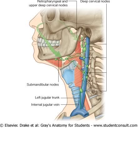 DrenajeLinfticosCavidadNasal.jpg picture by Neonato2009