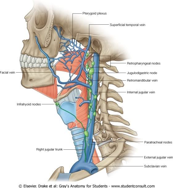 DrenajeLinfticoyVenosodeFaringe.jpg picture by Neonato2009