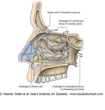 DrenajeVenosoCavidadNasal.jpg picture by Neonato2009