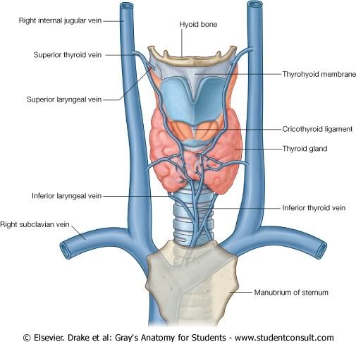 DrenajeVenosoLaringe.jpg picture by Neonato2009