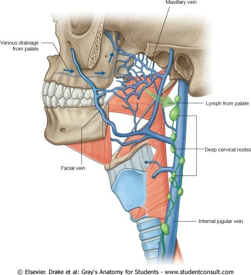 DrenajeVenosoyLinfticodelPaladar.jpg picture by Neonato2009