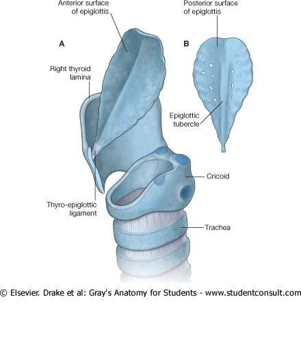 Epiglotis.jpg picture by Neonato2009