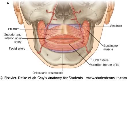 FormenesOralesyLabios.jpg picture by Neonato2009