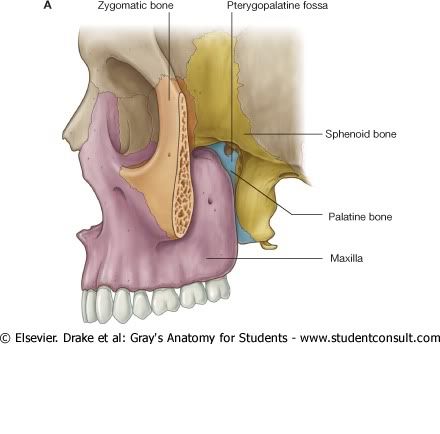 FosaPterigopalatina.jpg picture by Neonato2009