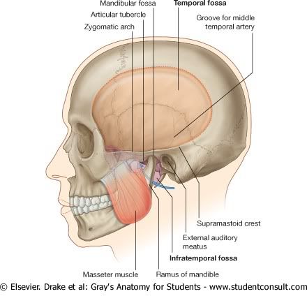 FosaTemporaleInfratemporal.jpg picture by Neonato2009