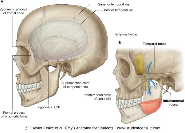 FosaTemporaleInfratemporal2.jpg picture by Neonato2009